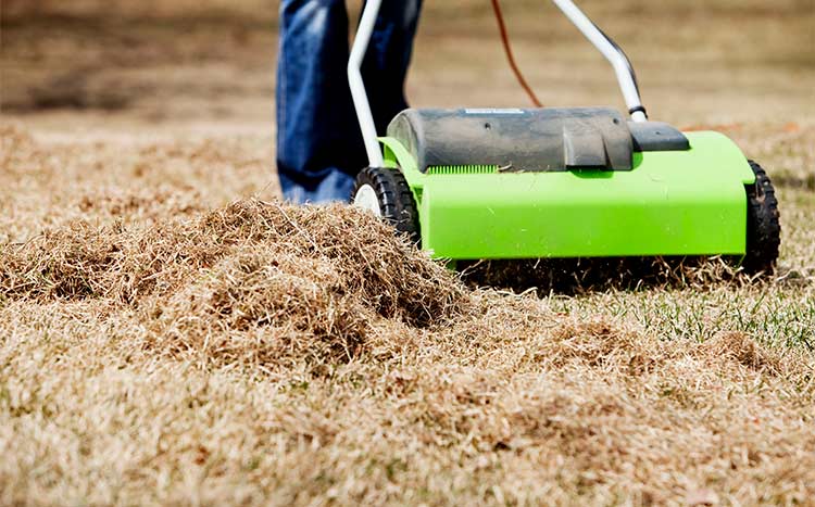 Solved: When to Dethatch Your Lawn & How Often