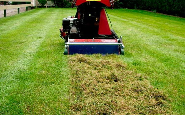 When should I dethatch my lawn