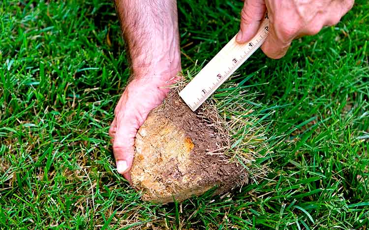 When to dethatch your lawn