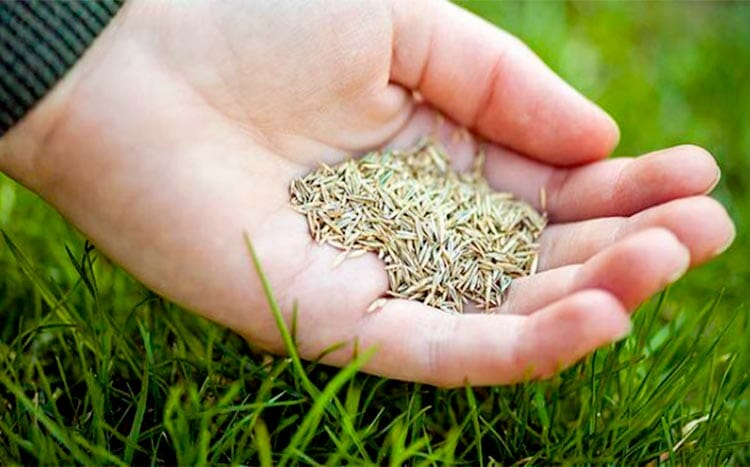 Which is better quality grass, sod, or hydroseed seeds