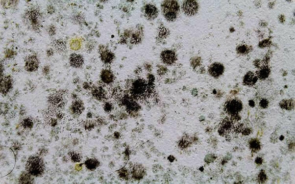 Which is worse, regular mold or black mold