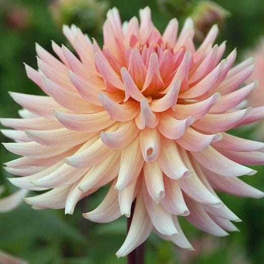 cactus dahlia