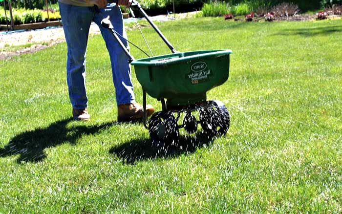 fertilizing lawn after dethatching