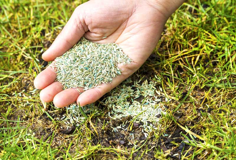 seeding lawn after dethatching