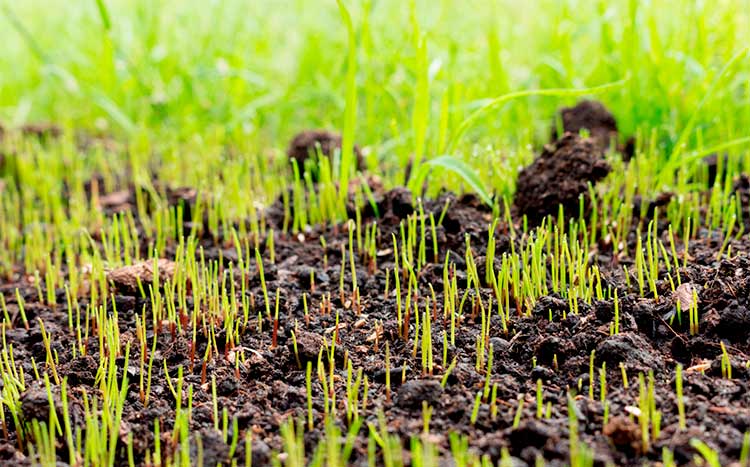 Best time to overseed your lawn