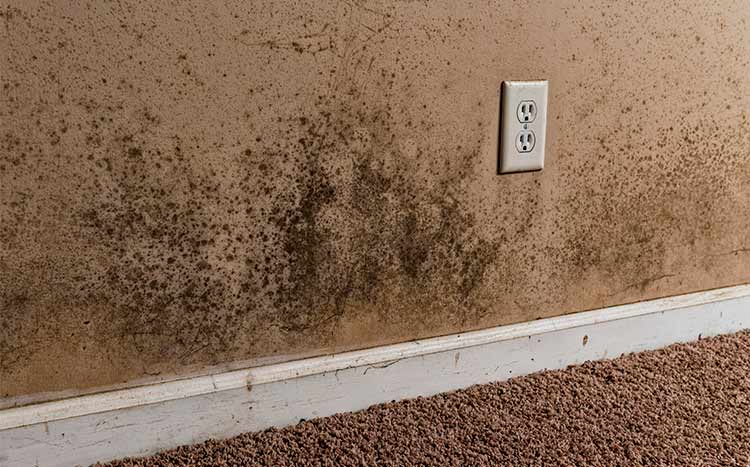 Can mold in basement Be Fixed