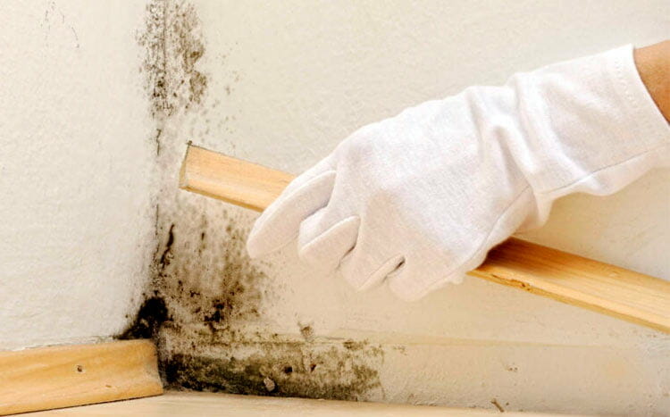 How do you get rid of mold in the basement