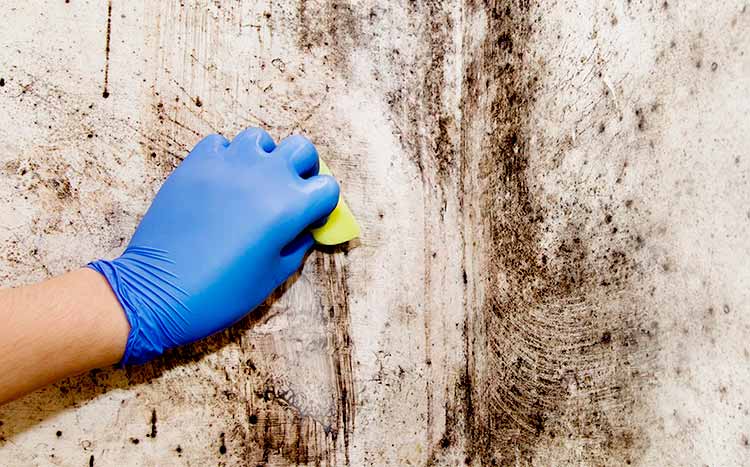 How to get rid of mold cleaning