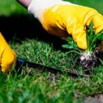 How to get rid of weeds in your Lawn