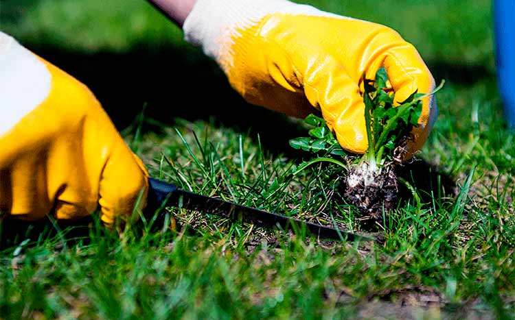 How to get rid of weeds in your Lawn