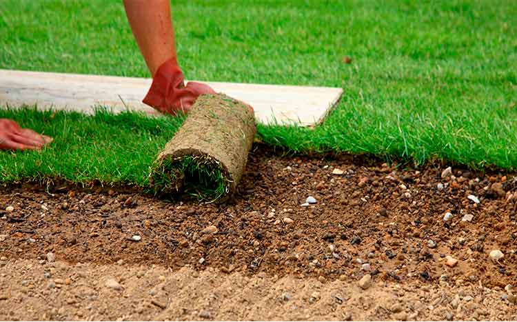 Sod installation near me