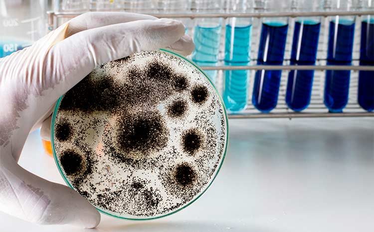 What kills mold spores laboratory