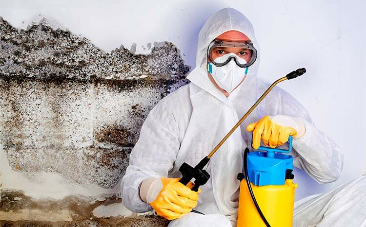 What to look for in a mold remediation company cleaning