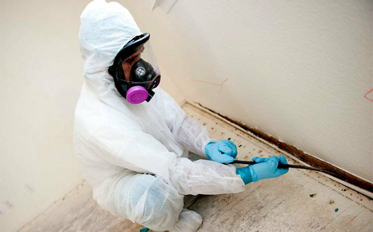Can mold come back after remediation