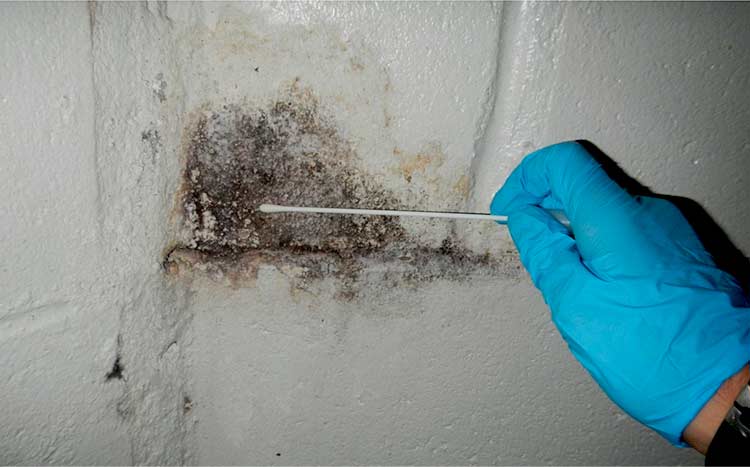 How Do You Test for Mold in Basement