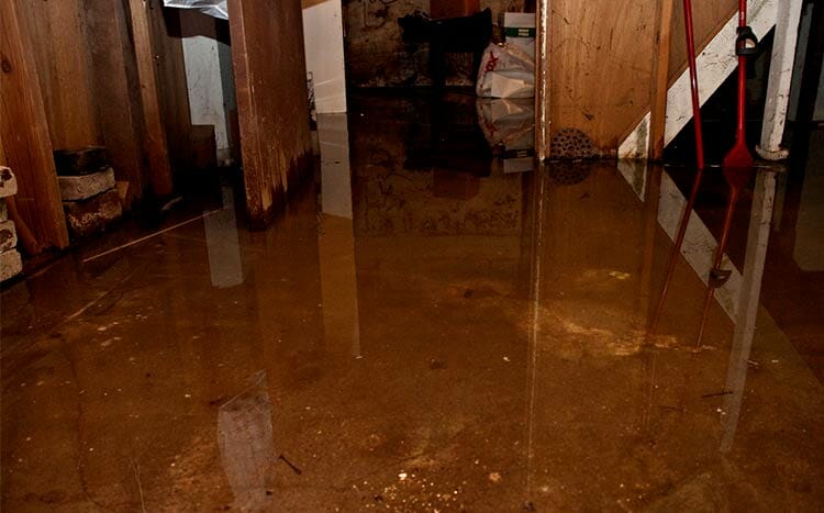 How long does it take for mold to grow in a flooded basement