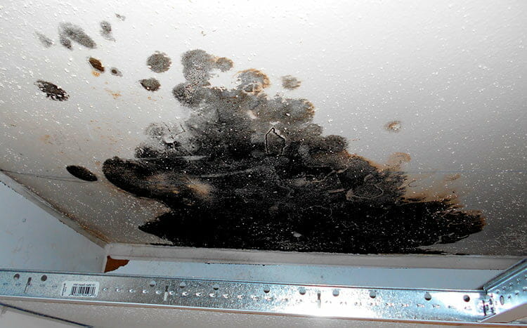 Is Basement Mold Common