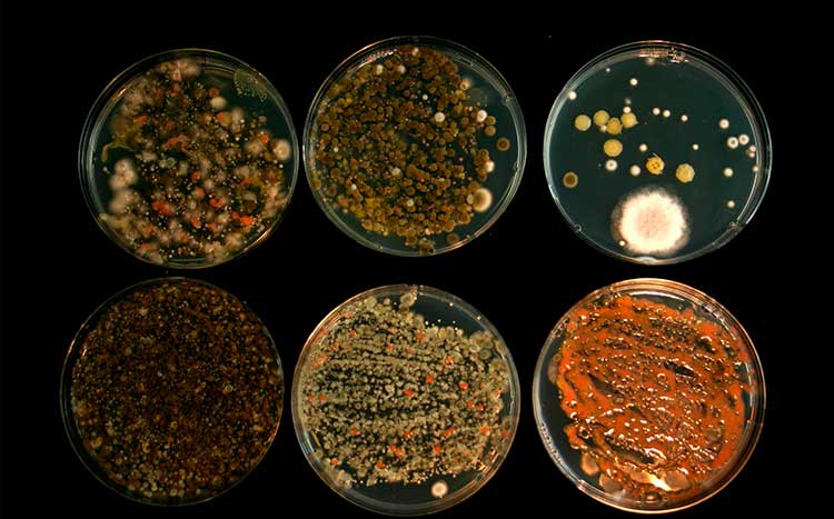 Most dangerous color (type) of mold testing
