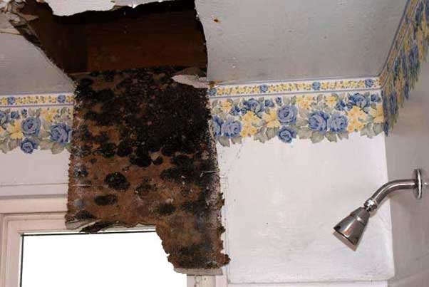 Signs you have mold in the walls