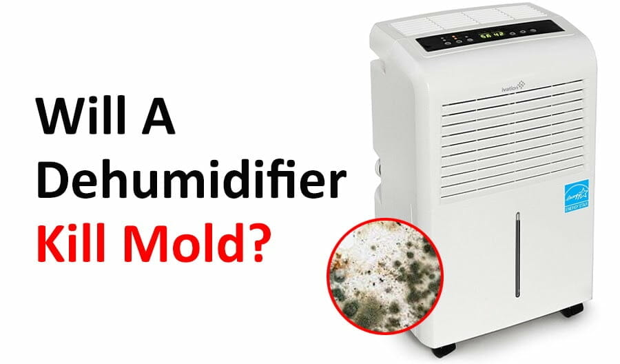 will dehumidifier kill mold