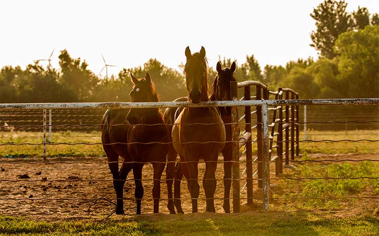 Cost of A Horse Fence by Type horses