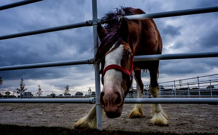 FAQ’s Horse Fence