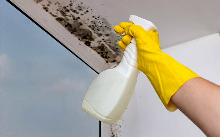 What happens when a seller fails to disclose mold presence in a home cleaning