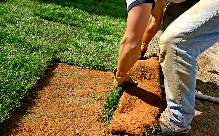 FAQs How Much Does It Cost to Remove Sod