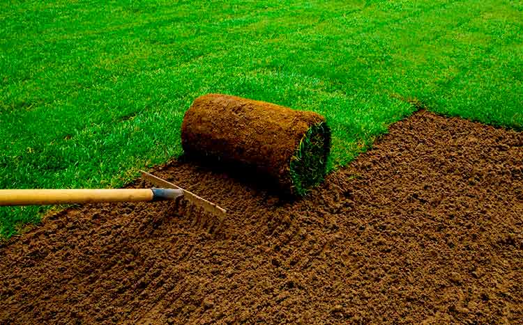 How much does it cost to remove old grass and lay sod