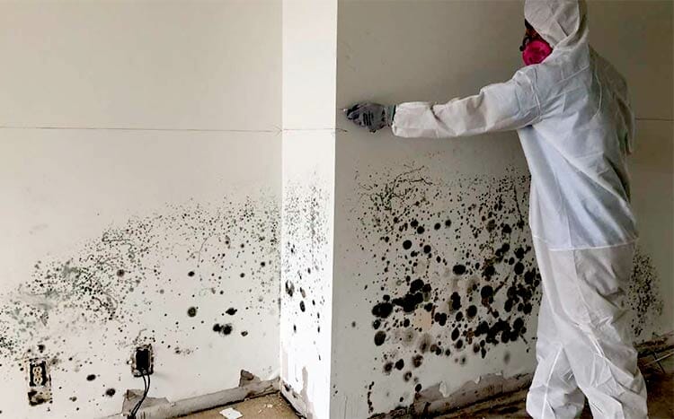 How do you know if mold remediation is complete cleaning