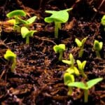 How long does it take for Hydroseed to grow
