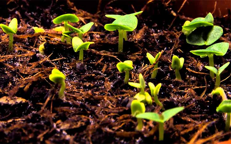 How long does it take for Hydroseed to grow