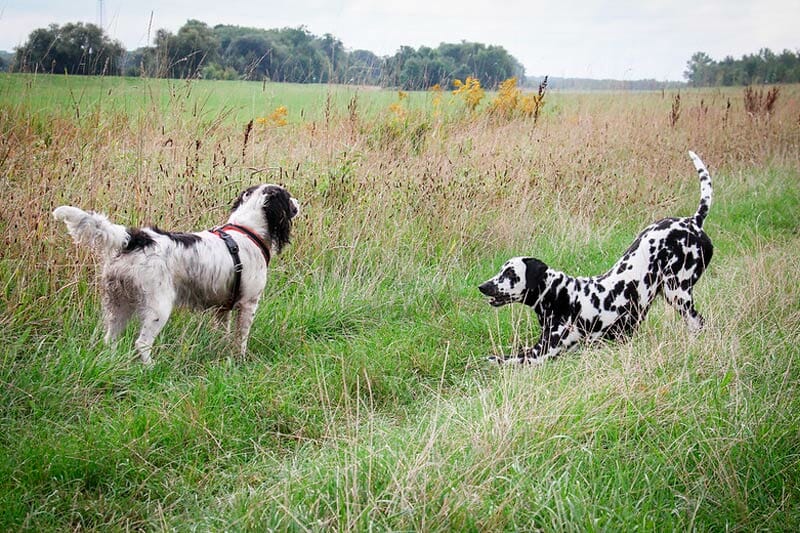 how much does a electric dog fence cost