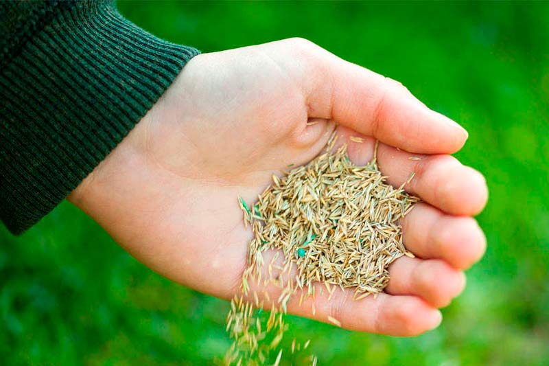 Does Grass Seed Get Too Old or Go Bad_How to Tell