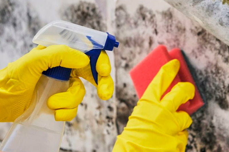 How To Stop the Spread of Mold Spores