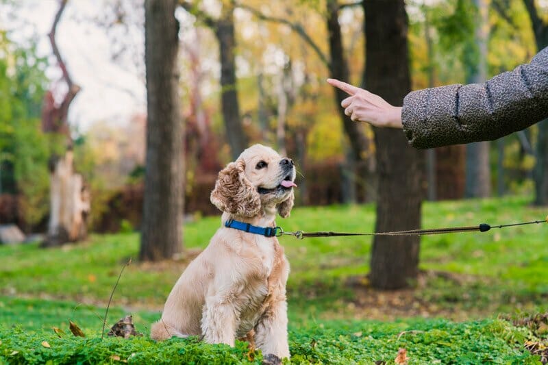 Pet Training