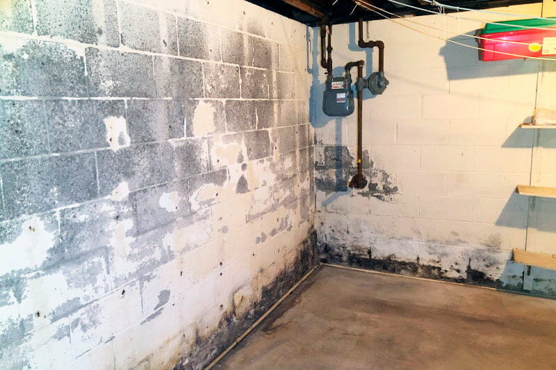 What Does Mold Look Like in a Basement 4 Key Identifiers