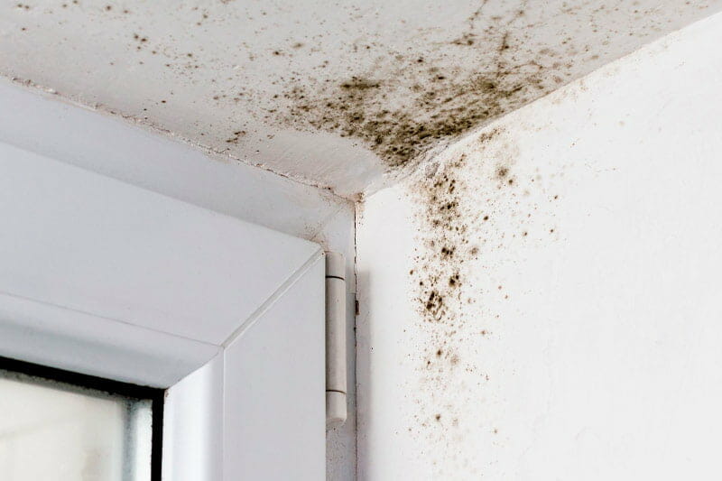 Where Do Mold Spores Attach Themselves