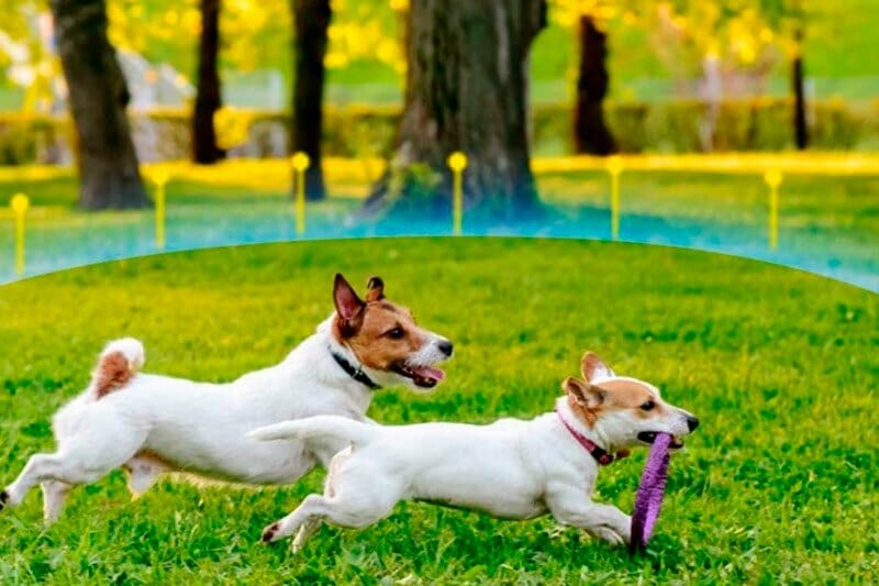 Wired Invisible Dog Fence