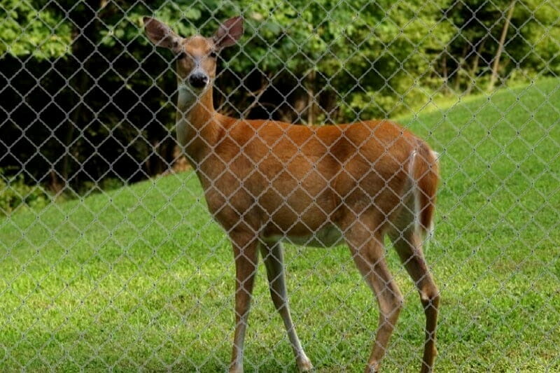 Can Deer Jump a 4 feet Fence