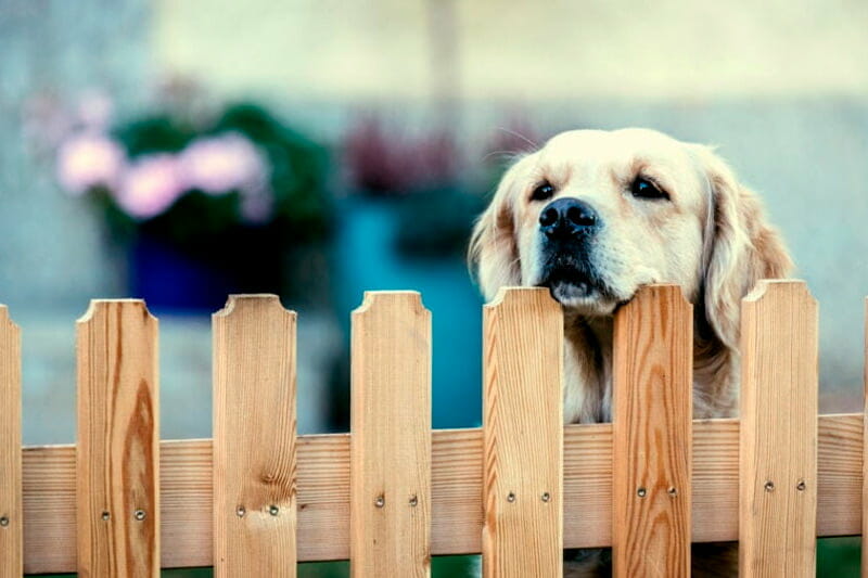Dog Wood Fences