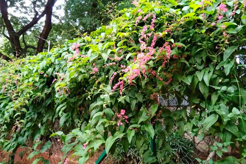 Potted Climbing Plants And Flowers