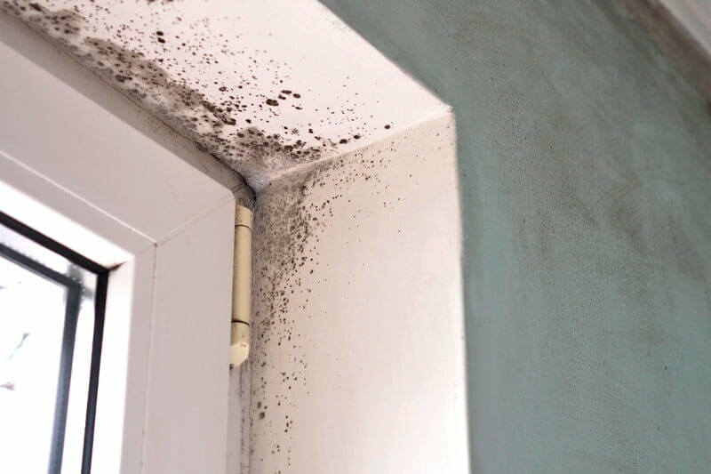 Why You Should Not Let Mold Grow On Your Walls