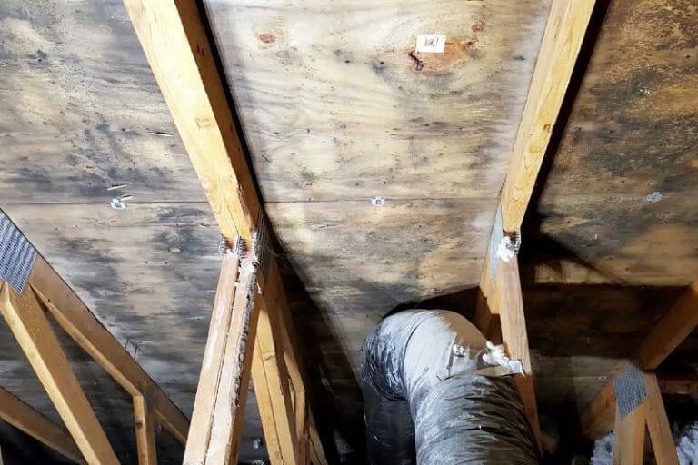 Average Cost Of Mold Removal In Crawl Space