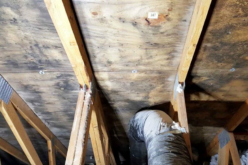 Crawl space mold removal cost