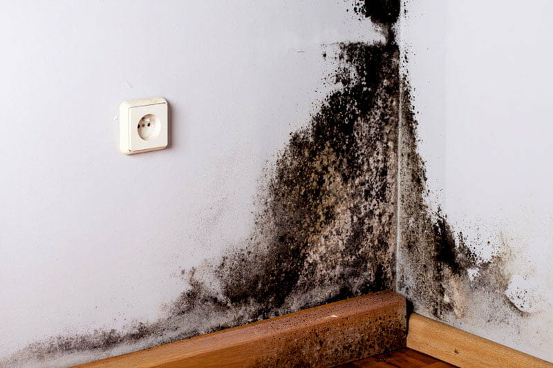 How Long Does A Landlord Have To Fix A Mold Problem