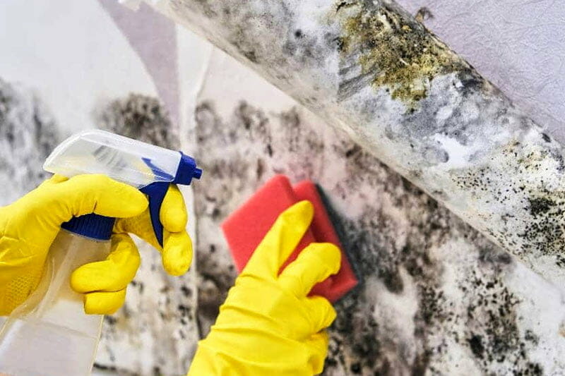 How long does a landlord have to fix a mold problem in Alabama