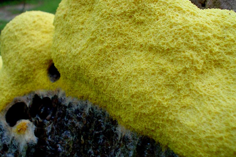 Yellow mold