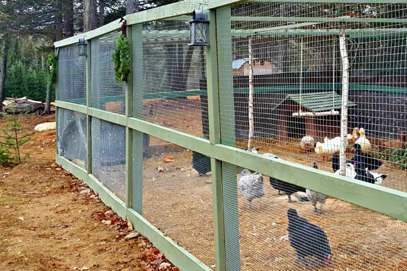 Chicken Wire Fence