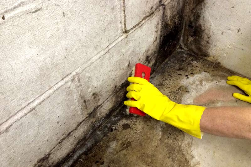 How long does the landlord have to fix the mold problem in Iowa State